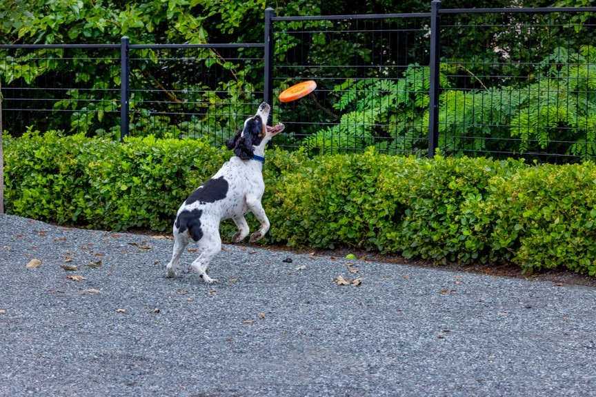 medium sized dog catching frisbee in park
